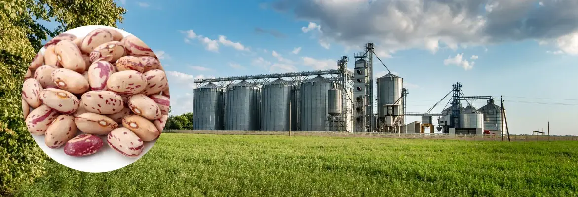 Bean Processing Facility Conveyor Bearing Improved Wear Life